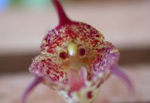 Дракула — страшно красивая орхидея