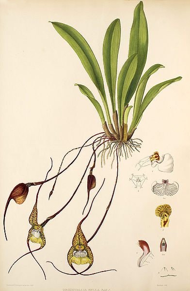 Dracula bella. Ботаническая иллюстрация из книги Florence Woolward: The Genus Masdevallia. 1896