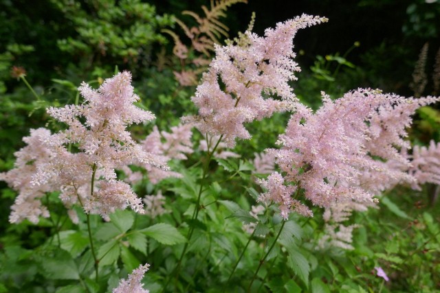 Астильба (Astilbe) Астильба (Astilbe)