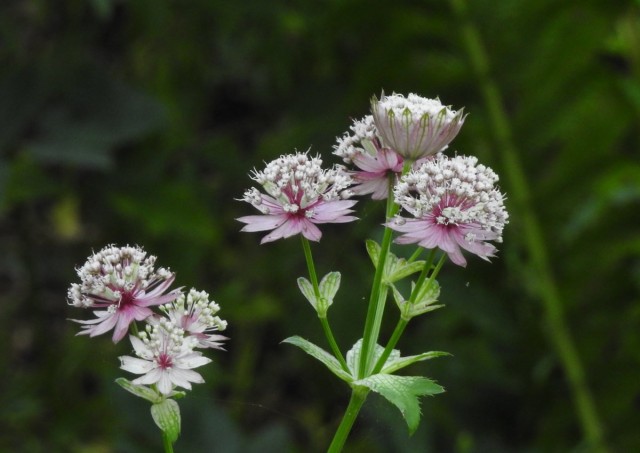 Астранция (Astrantia) Астранция (Astrantia)