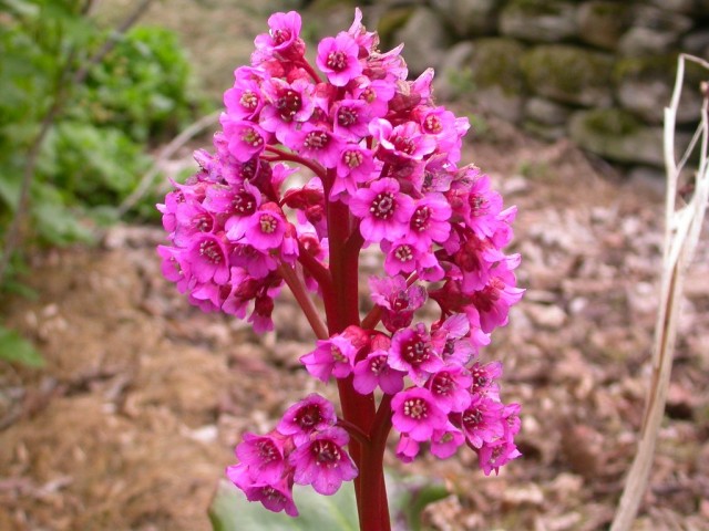 Бадан толстолистный (Bergenia crassifolia) Бадан толстолистный (Bergenia crassifolia)
