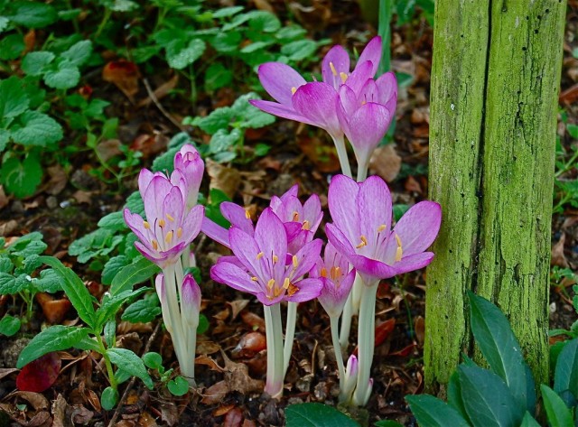Безвременники (Colchicum) Безвременники (Colchicum)