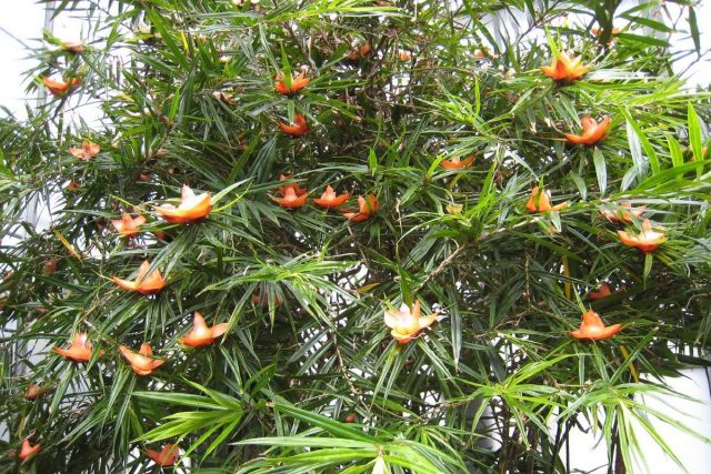 Фрейсинетия (Freycinetia) Фрейсинетия (Freycinetia)