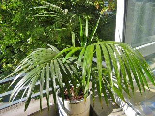 Ховея Бельмора (Howea belmoreana) Ховея Бельмора (Howea belmoreana)