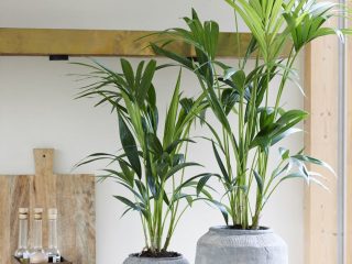 Ховея Форстера (Howea forsteriana) Ховея Форстера (Howea forsteriana)