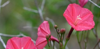 Ипомея (Ipomoea microdactyla)
