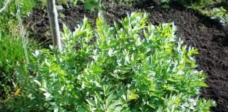 Любисток лекарственный (лат. Levisticum officinale)