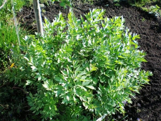 Любисток лекарственный (Levisticum officinale) Любисток лекарственный (Levisticum officinale)