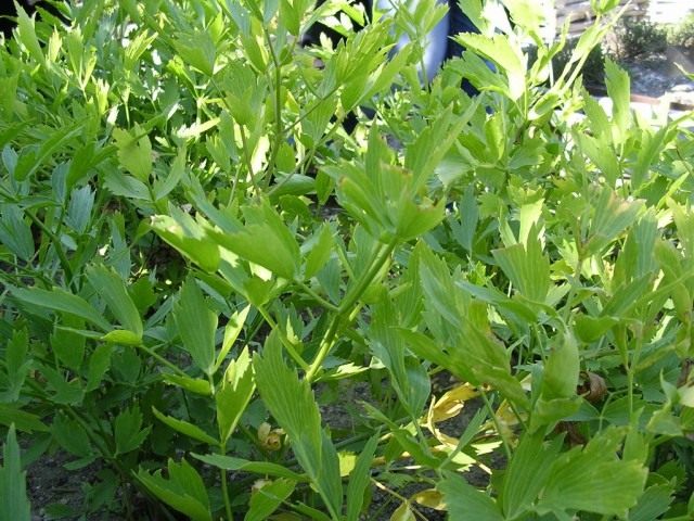 Любисток лекарственный (Levisticum officinale) Любисток лекарственный (Levisticum officinale)