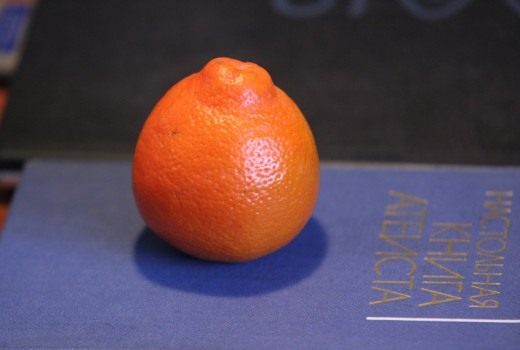 Маниола (Maniola) Маниола (Maniola)