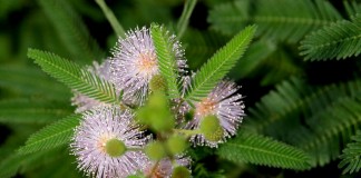 Мимоза стыдливая (Mimosa pudica)