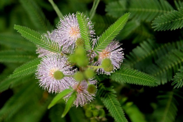 Мимоза стыдливая (Mimosa pudica) Мимоза стыдливая (Mimosa pudica)