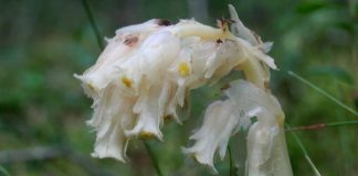 Подъельник обыкновенный (Monotropa hypopitys)