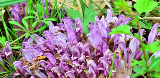 Петров крест, или Царь-трава