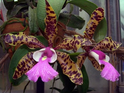 Орхидеи (Orchidaceae)