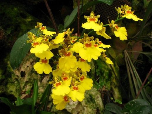 Орхидеи (Orchidaceae)