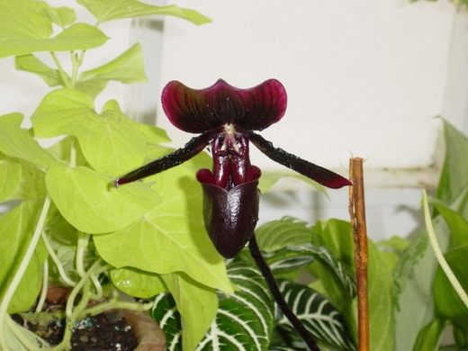 Орхидеи (Orchidaceae)