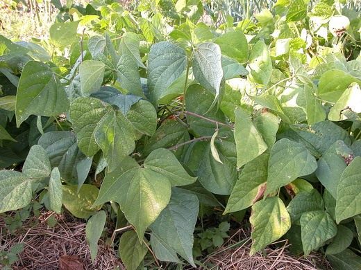 Фасоль (Haricot)