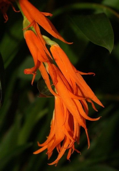 Орхидеи (Orchidaceae)