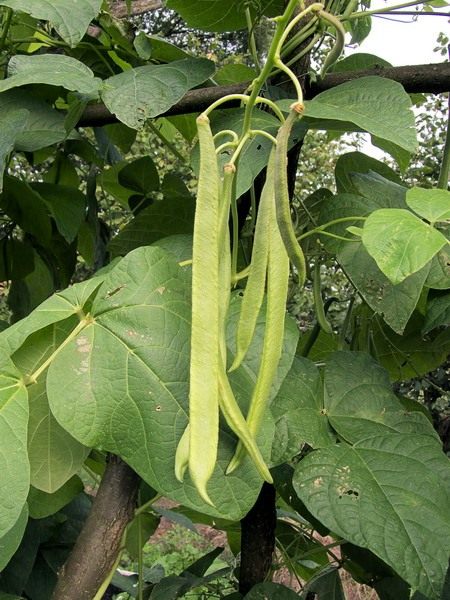 Фасоль (Haricot)