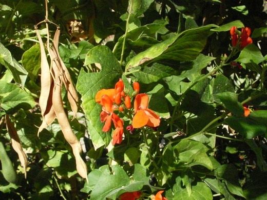 Фасоль (Haricot)