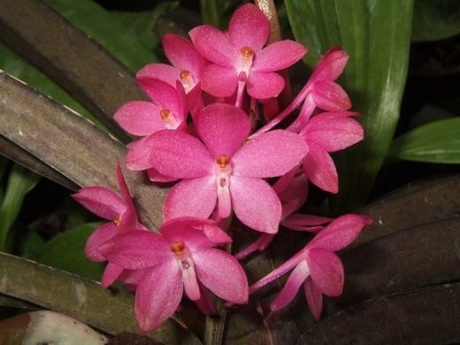 Орхидеи (Orchidaceae)