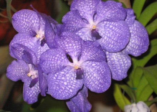 Орхидеи (Orchidaceae)