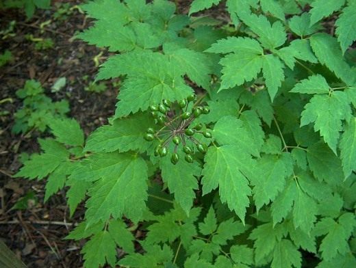Воронец колосистый (Actaea spicata) Воронец колосистый (Actaea spicata)