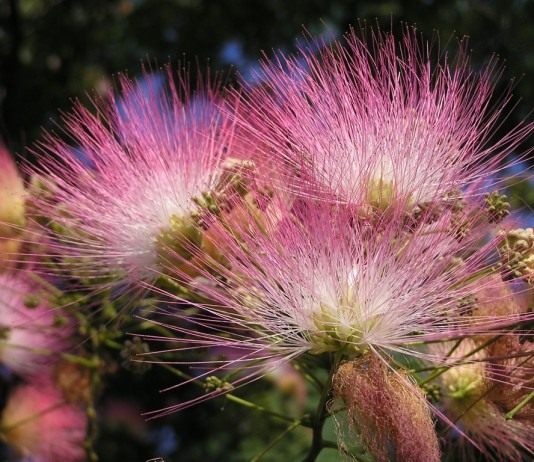 Альбиция ленкоранская (Albizia julibrissin)