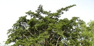 Анчар ядовитый, или Антиарис Токсикария (Antiaris toxicaria)