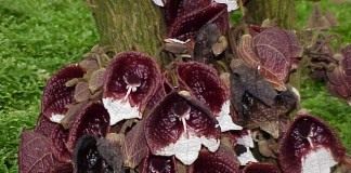 Кирказон древовидный (Aristolochia arborea)