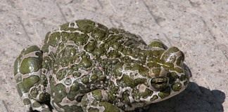 Жаба — что мы о ней знаем? - Животные Зелёная жаба