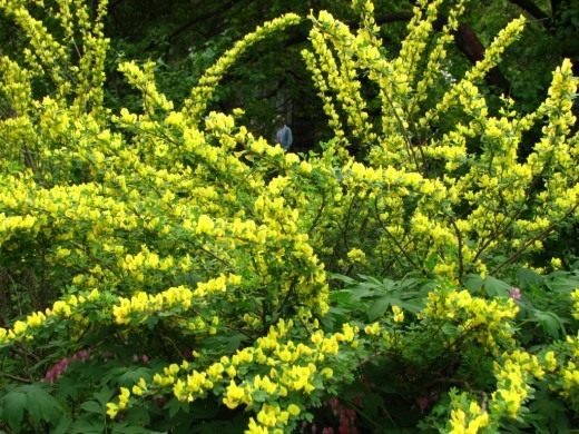 Ракитник русский (Cytisus ruthenicus) синоним Ракитник Цингера (Cytisus zingeri) Ракитник русский (Cytisus ruthenicus) синоним Ракитник Цингера (Cytisus zingeri)