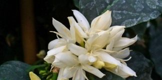 Кофе (Coffea)