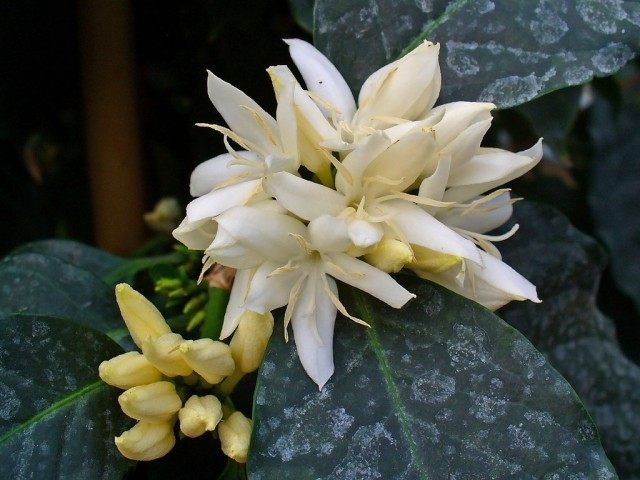 Кофе (Coffea) Кофе (Coffea)