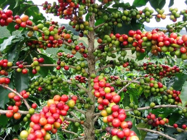 Кофе (Coffea) Кофе (Coffea)