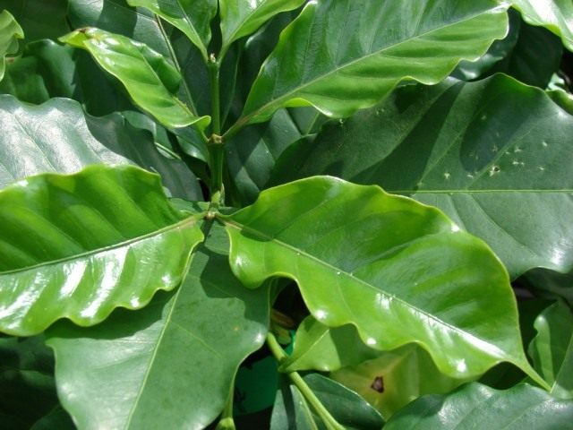 Кофе (Coffea) Кофе (Coffea)