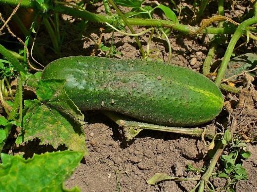 Cucumber