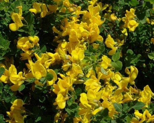 Ракитник сидячелистный (Cytisus sessilifolius syn. Cytisophyllum sessilifolium) Ракитник сидячелистный (Cytisus sessilifolius syn. Cytisophyllum sessilifolium)