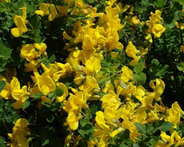 Ракитник сидячелистный (Cytisus sessilifolius syn. Cytisophyllum sessilifolium) Ракитник сидячелистный (Cytisus sessilifolius syn. Cytisophyllum sessilifolium)