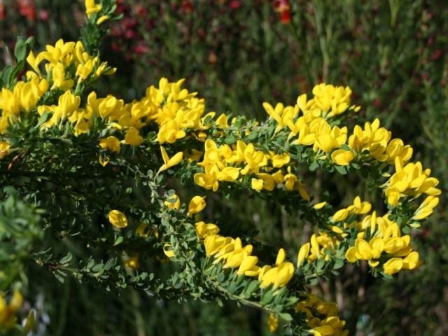 Ракитник стелющийся (Cytisus decumbens) Ракитник стелющийся (Cytisus decumbens)