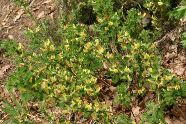 Ракитник скученный (Cytisus aggregatus syn. Cytisus hirsutus) Ракитник скученный (Cytisus aggregatus syn. Cytisus hirsutus)
