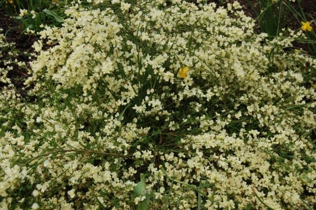 Ракитник кьюсский (Cytisus kewensis) Ракитник кьюсский (Cytisus kewensis)