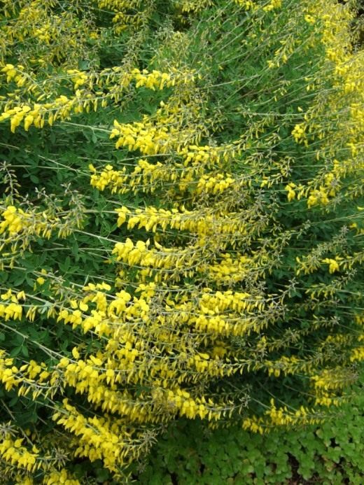 Ракитник чернеющий (Cytisus nigricans) Ракитник чернеющий (Cytisus nigricans)