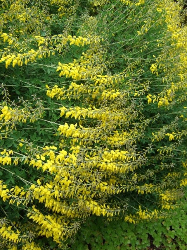 Ракитник чернеющий (Cytisus nigricans) Ракитник чернеющий (Cytisus nigricans)