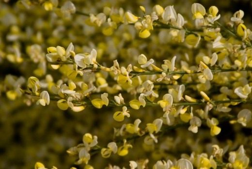 Ракитник ранний (Cytisus praecox) Ракитник ранний (Cytisus praecox)