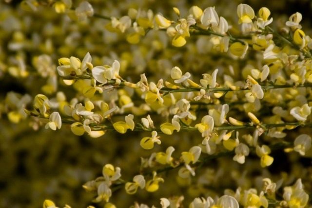 Ракитник ранний (Cytisus praecox) Ракитник ранний (Cytisus praecox)