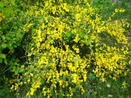 Ракитник венечный (Cytisus scoparius) Ракитник венечный (Cytisus scoparius)