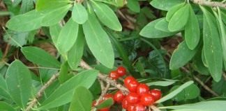 Волчеягодник обыкновенный (Daphne mezereum)