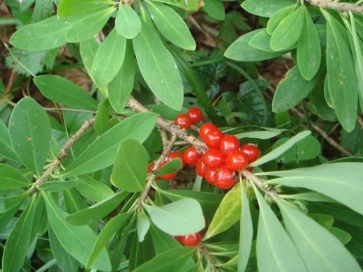 Волчеягодник обыкновенный (Daphne mezereum) Волчеягодник обыкновенный (Daphne mezereum)
